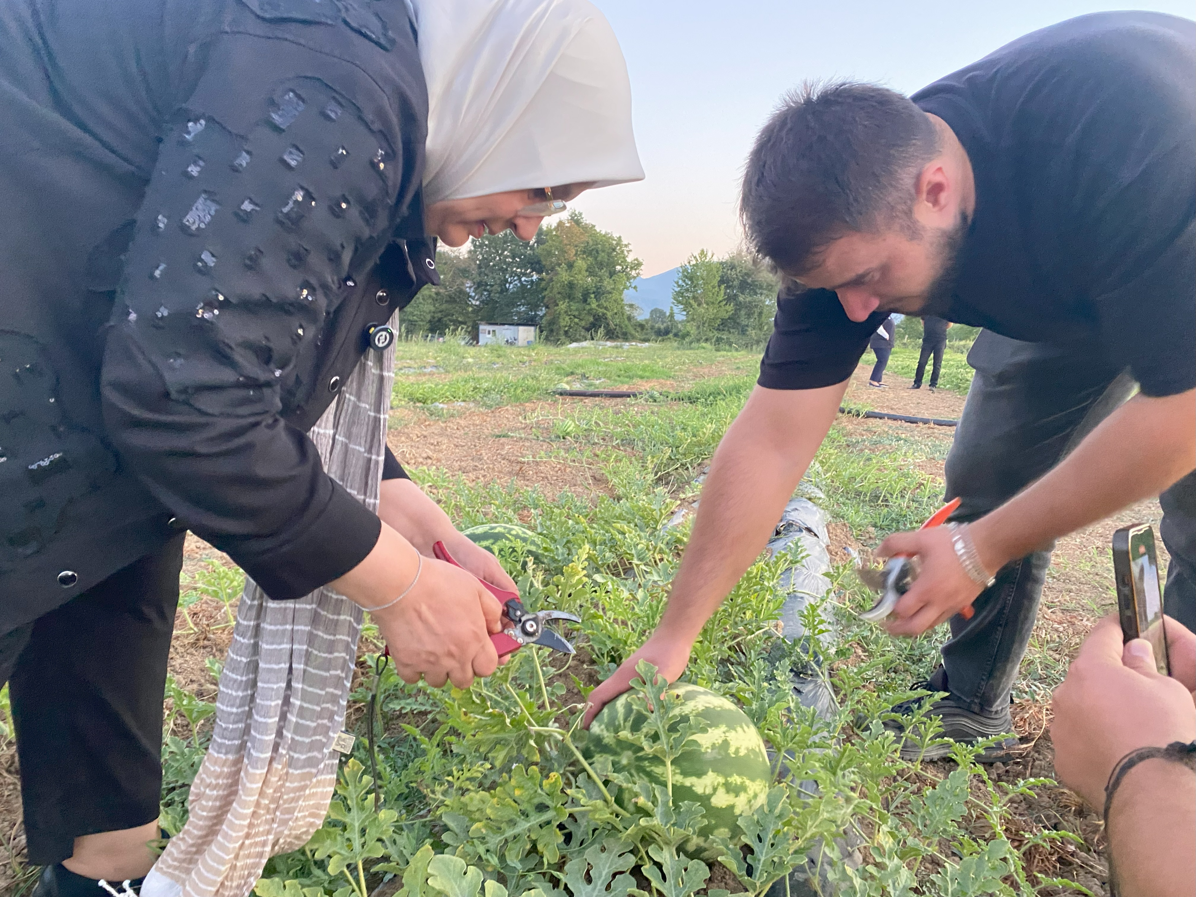 DÜZCE'DE KARPUZ HASAT ZAMANI