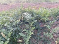 IMG 5594